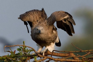 Mali riblji orgle: kako prepoznati po izgledu